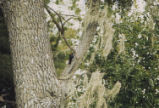 Acorn woodpecker