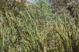 Broadleaf cattail