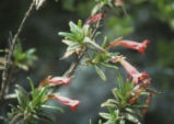 Island bush monkeyflower