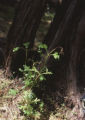 Fern-leaf Catalina ironwood sprout