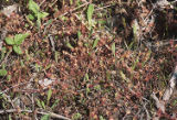 Roundleaf sundew