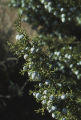 California juniper