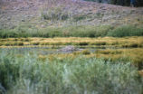 Beaver lodge