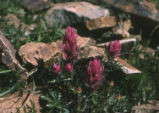 Exserted Indian paintbrush