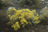 Divergent buckwheat