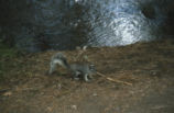 Abert's squirrel