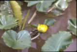 Yellow pond-lily