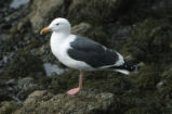 Western gull