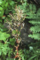 Fringed willowherb