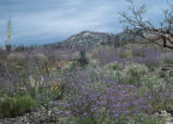 Widethroat yellow monkeyflower, Phacelia, Snapdragon and Yucca