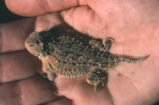 Pygmy horned lizard