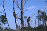 Florida scrub jay