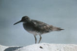 Wandering tattler