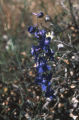 San Bernadino larkspur