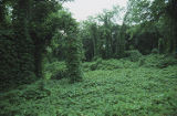 Kudzu