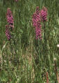 Elephanthead lousewort
