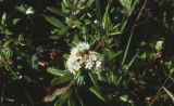 Labrador tea