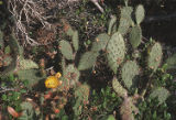 Coastal pricklypear