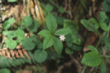 Broadleaf starflower