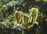 California pitcherplant