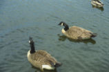 Canada geese