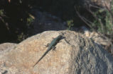 Western fence lizard