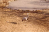 Demoiselle crane