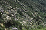 Hairy ceanothus