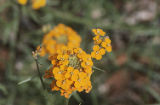 Sanddune wallflower