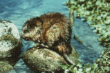 Muskrat
