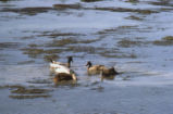 Mallards feeding