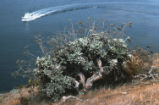 Santa Barbara Island buckwheat
