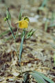 Yellow mariposa lily