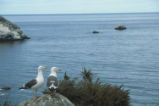 Western gulls