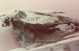 Plesippus