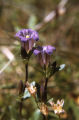King's scepter gentian
