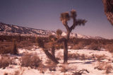 Joshua tree