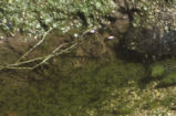 Red-spotted toad tadpoles