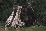 Giant sequoia