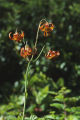 Columbia lily and western lily hybrid