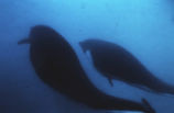 Northern right whale dolphin