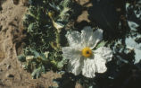 Mojave pricklypoppy