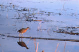 Clapper rail