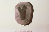 Lepidodendron