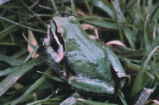 Pacific tree frog