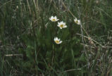White marsh marigold