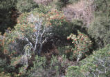Toyon