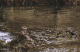 Black turnstone