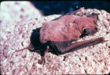 Mexican free-tailed bat