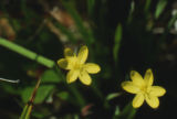 Golden blue-eyed grass